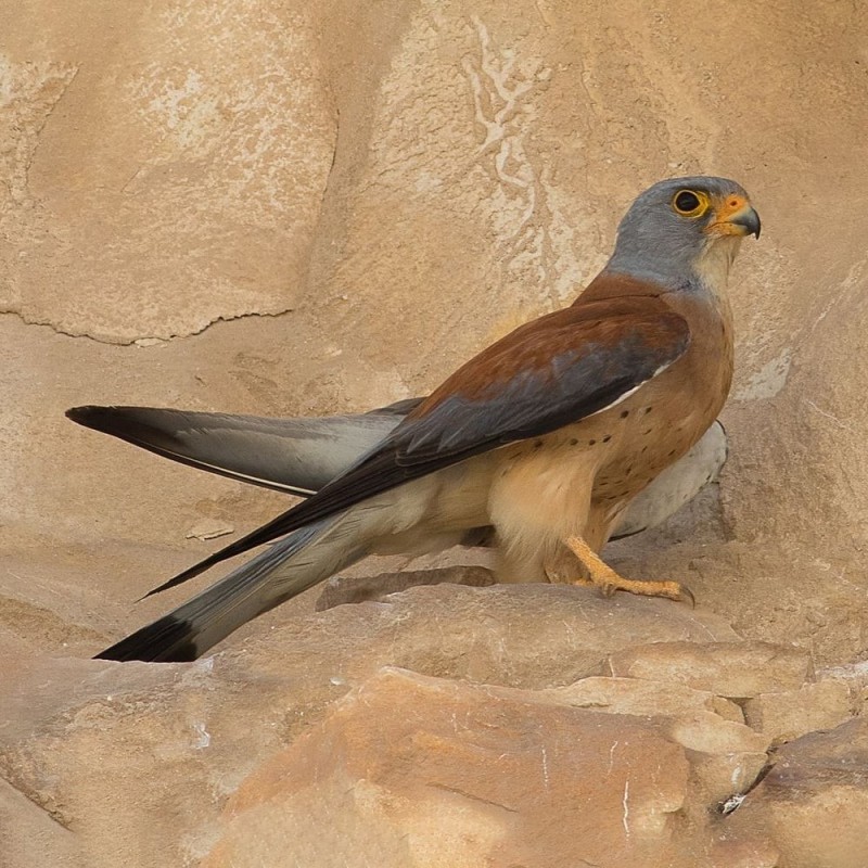 Interactive Lesser Kestrel Bird 3D Wooden Puzzle Kit